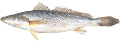 Longneck Croaker image